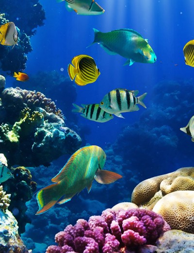 Tropical Lagoon Aquarium - Top Quality Livestock And Products